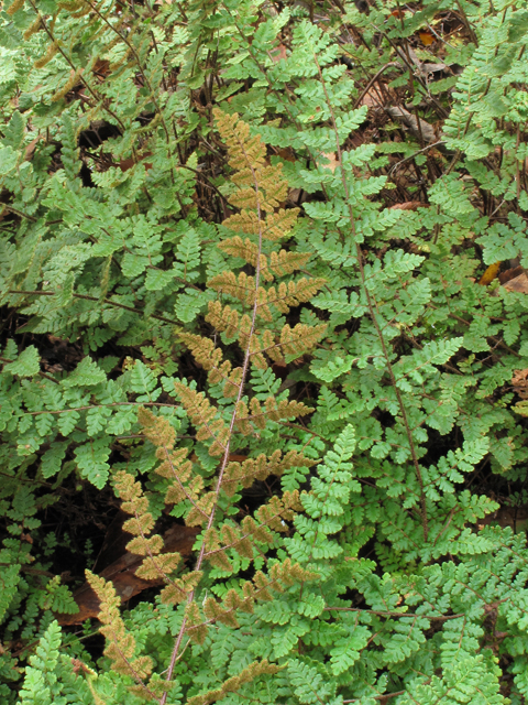 Cheilanthes lanosa (Hairy lipfern) #43360