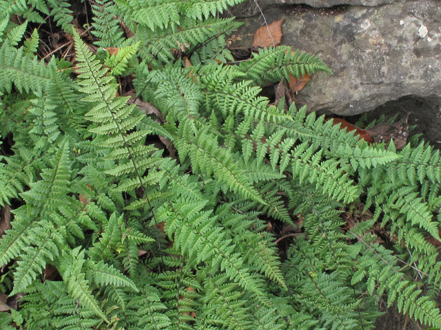 Cheilanthes alabamensis (Alabama lipfern) #43361