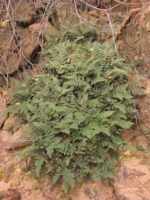 Cheilanthes feei (Slender lipfern) #43367