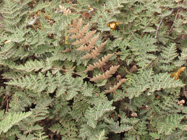 Cheilanthes feei (Slender lipfern) #43368