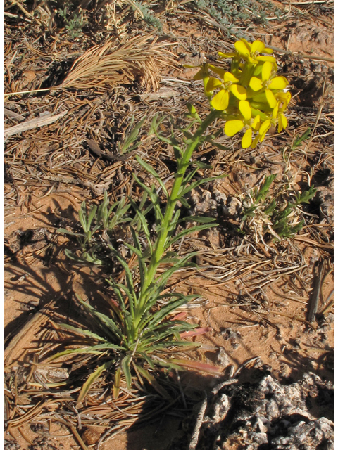 Erysimum capitatum (Sand-dune wallflower) #43374