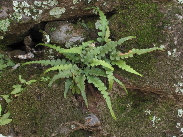 Asplenium pinnatifidum (Lobed spleenwort) #43389