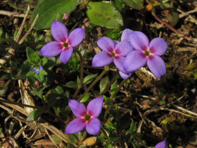 Houstonia pusilla (Tiny bluets) #43397