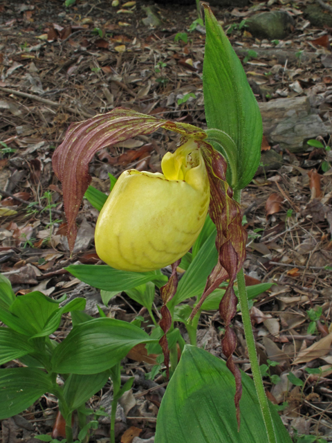 Cypripedium kentuckiense (Southern lady's-slipper) #43406