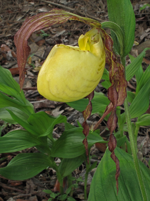 Cypripedium kentuckiense (Southern lady's-slipper) #43407