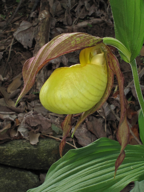 Cypripedium kentuckiense (Southern lady's-slipper) #43408