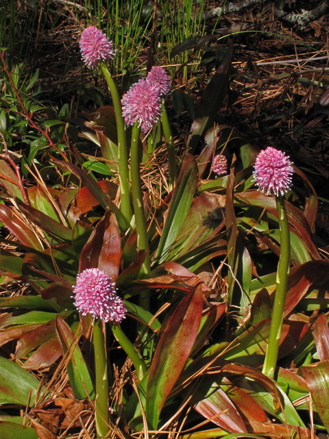 Helonias bullata (Swamp pink) #43421