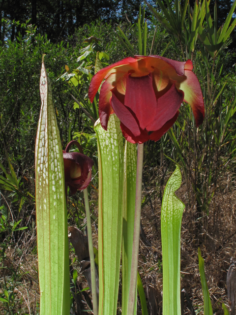 Sarracenia leucophylla (Crimson pitcherplant) #43424