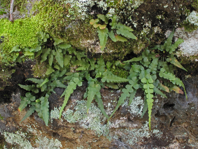 Asplenium pinnatifidum (Lobed spleenwort) #43445