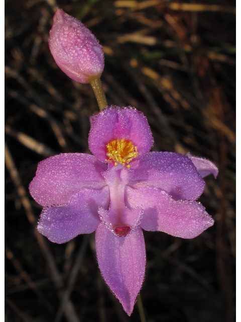 Calopogon barbatus (Bearded grasspink) #43459