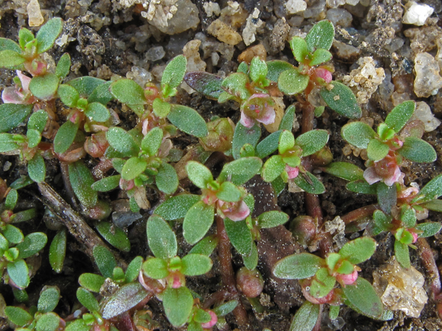 Elatine brachysperma (Shortseed waterwort ) #43463