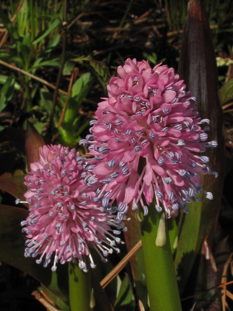 Helonias bullata (Swamp pink) #43468