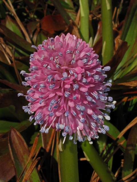 Helonias bullata (Swamp pink) #43469