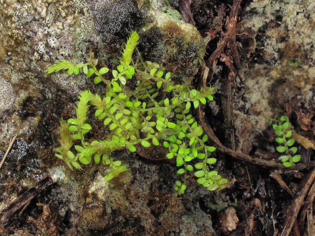 Selaginella eatonii (Eaton's spikemoss) #43809