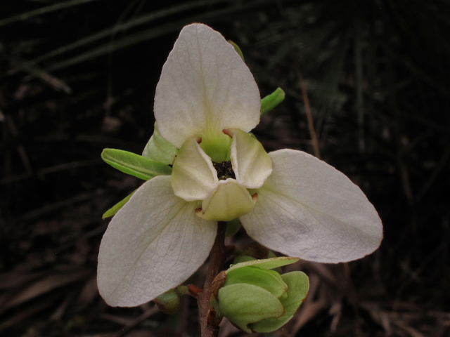 Asimina reticulata (Netted pawpaw) #43836