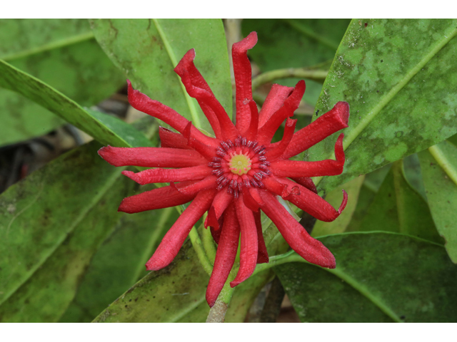 Illicium floridanum (Florida anisetree) #43852