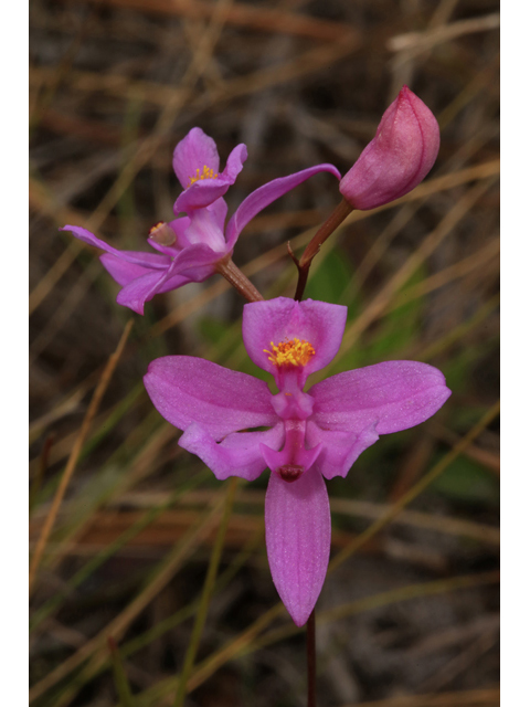 Calopogon barbatus (Bearded grasspink) #43865