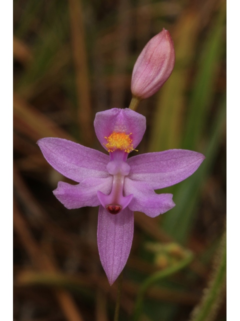 Calopogon barbatus (Bearded grasspink) #43867