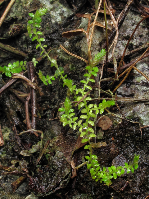 Selaginella eatonii (Eaton's spikemoss) #43884