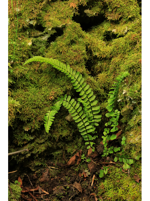 Asplenium monanthes (Single-sorus spleenwort) #43891