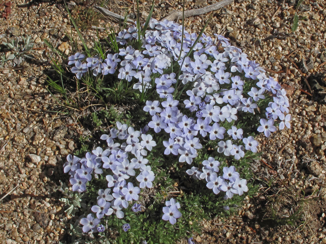 Phlox pulvinata (Cushion phlox) #44055