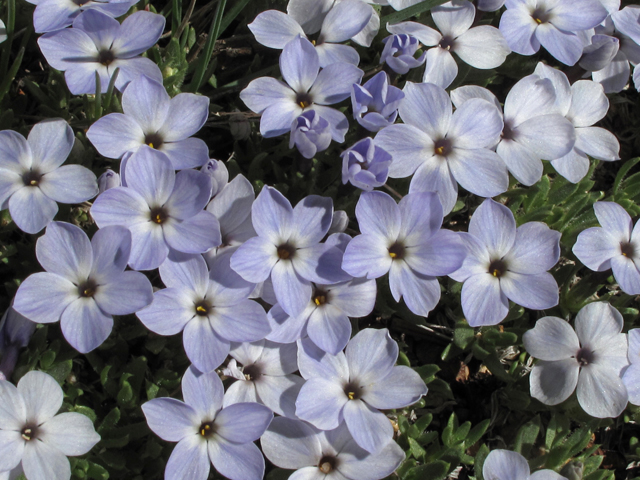 Phlox pulvinata (Cushion phlox) #44056