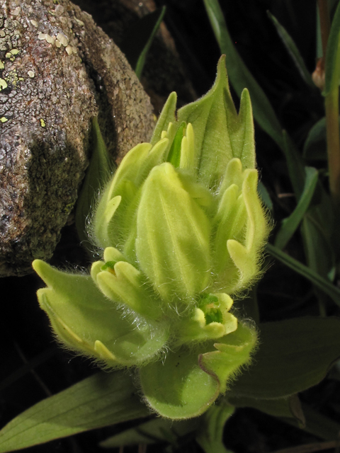 Castilleja occidentalis (Western indian paintbrush) #44068