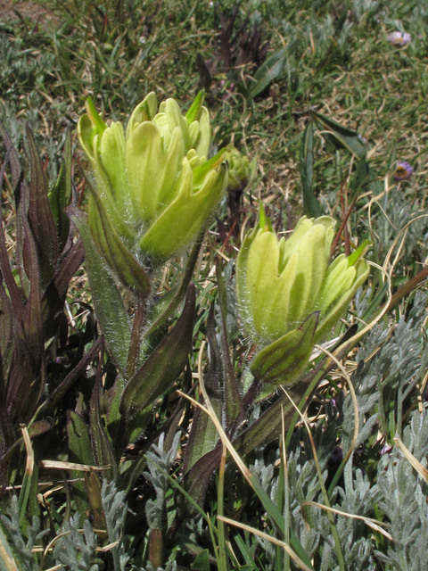 Castilleja occidentalis (Western indian paintbrush) #44072