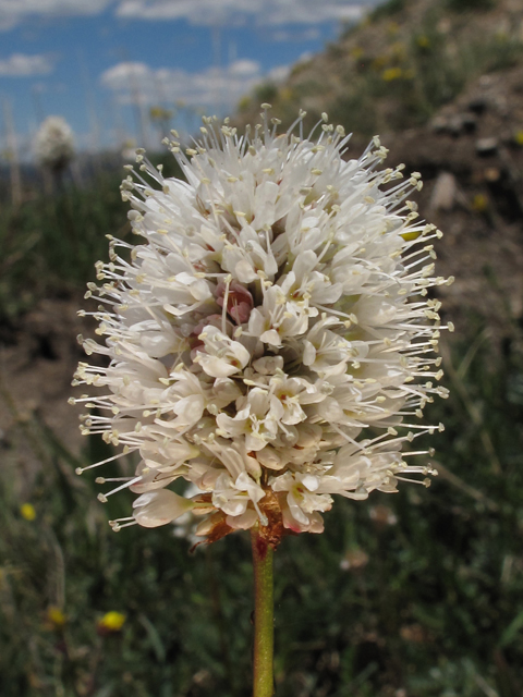 Polygonum bistortoides (American bistort) #44073