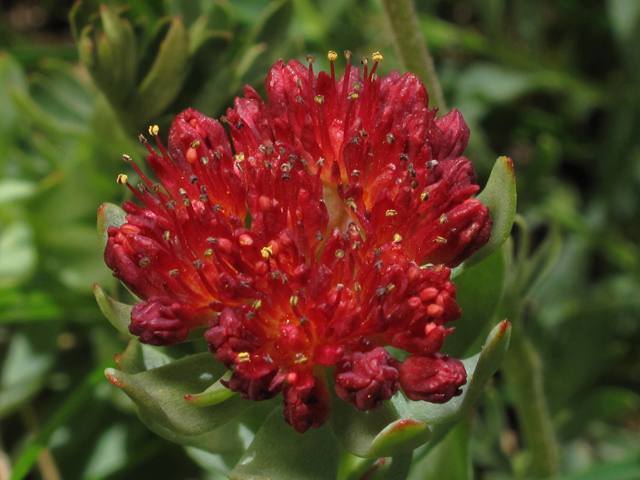 Rhodiola integrifolia (Ledge stonecrop) #44074