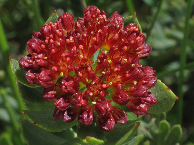 Rhodiola integrifolia (Ledge stonecrop) #44075