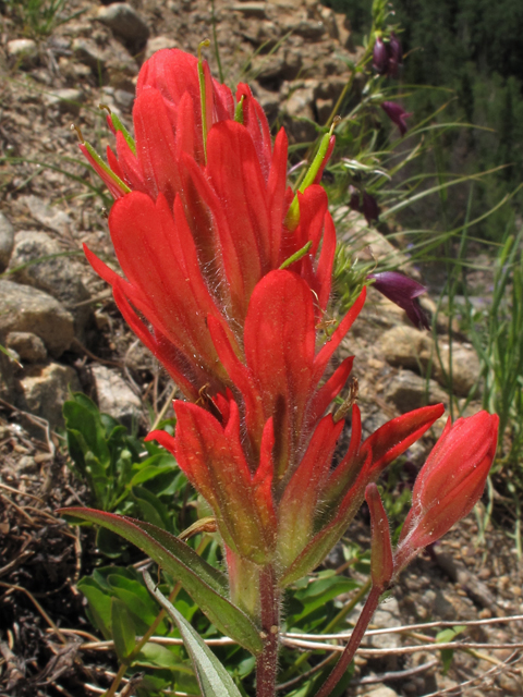 Castilleja miniata (Giant red indian paintbrush) #44077