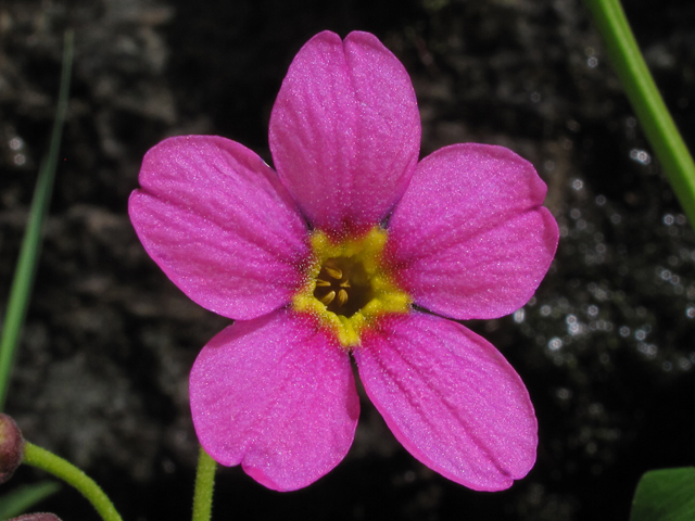 Primula parryi (Parry's primrose) #44081