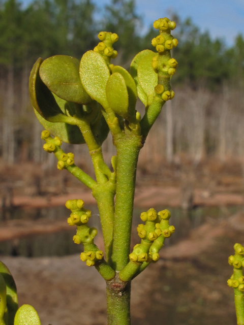 Phoradendron leucarpum (Oak mistletoe) #44089