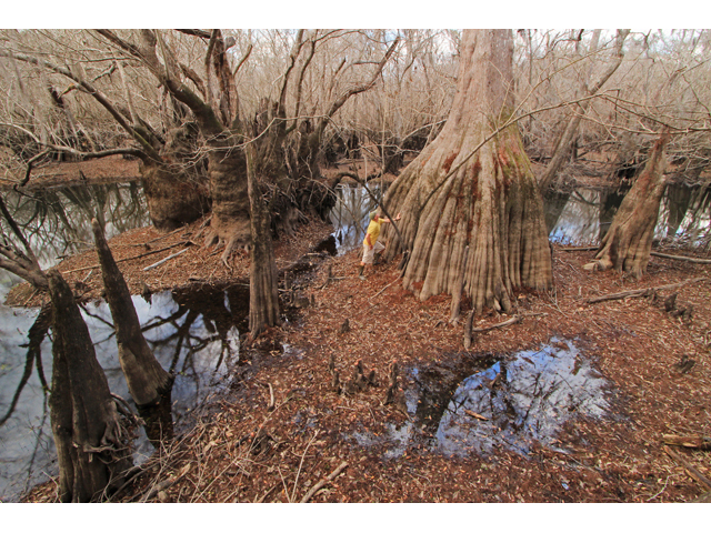 Nyssa ogeche (Ogeechee tupelo) #44091