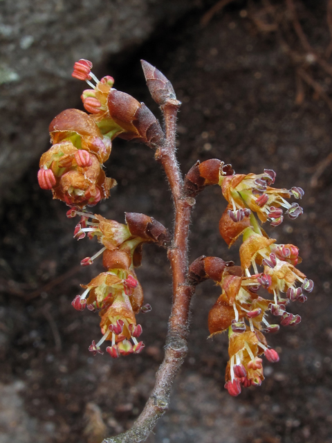 Ulmus alata (Winged elm) #44095