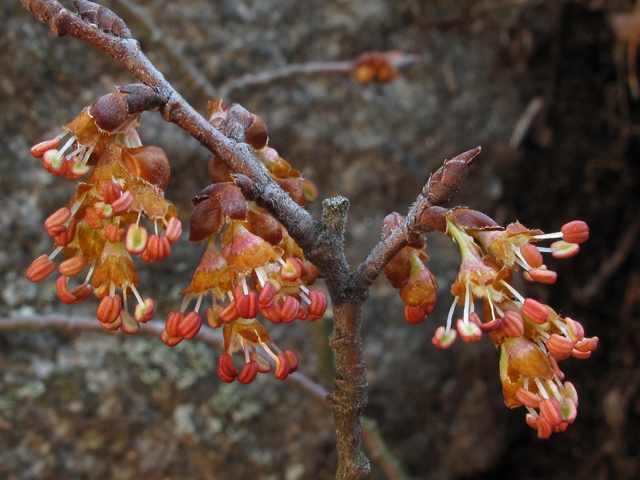 Ulmus alata (Winged elm) #44096