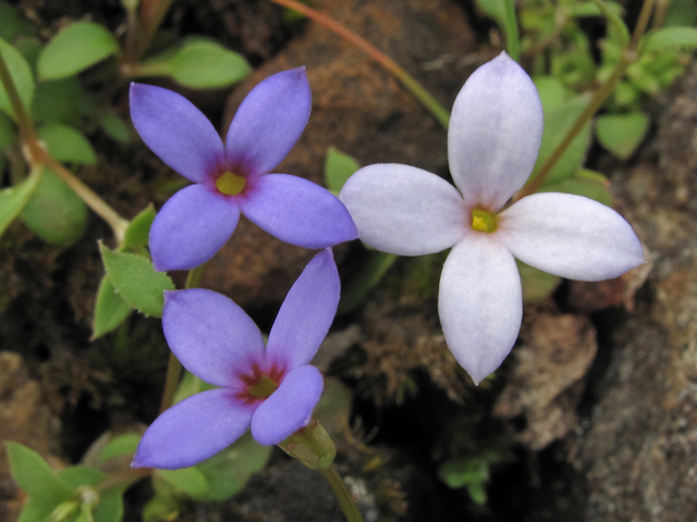 Houstonia pusilla (Tiny bluets) #44109