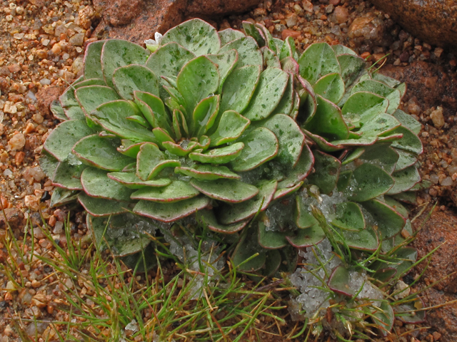 Claytonia megarhiza (Alpine springbeauty) #44119