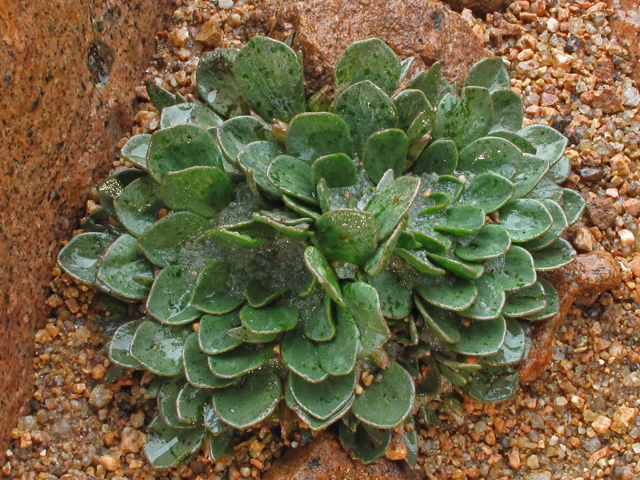 Claytonia megarhiza (Alpine springbeauty) #44120