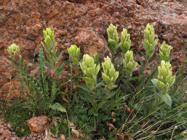 Castilleja occidentalis (Western indian paintbrush) #44121