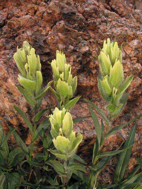 Castilleja occidentalis (Western indian paintbrush) #44122