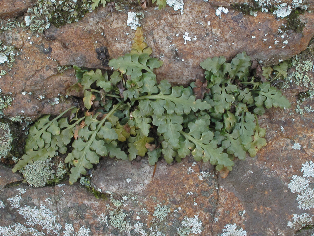 Asplenium trudellii (Trudell's spleenwort) #44126