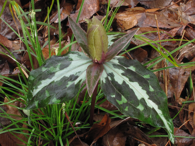 Trillium decipiens (Chattahoochee river wakerobin) #44128