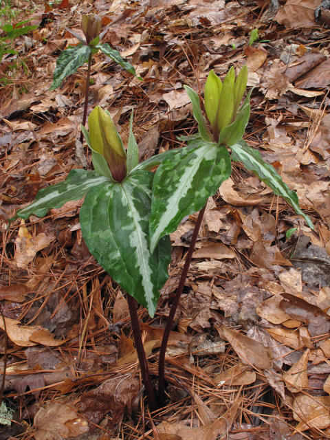 Trillium decipiens (Chattahoochee river wakerobin) #44129