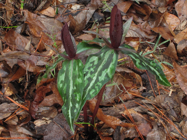 Trillium decipiens (Chattahoochee river wakerobin) #44130