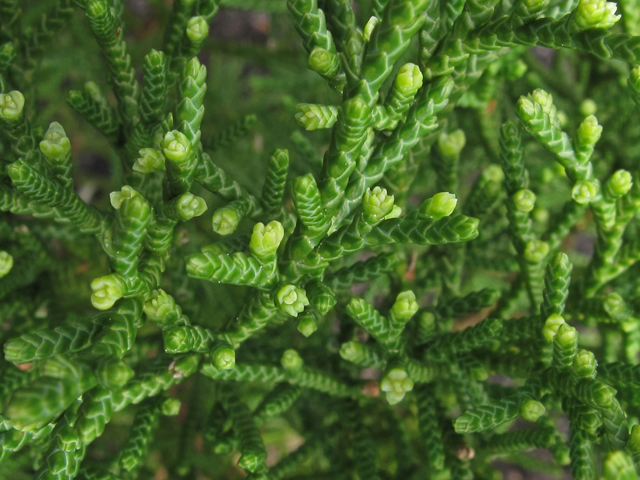 Juniperus virginiana var. silicicola (Southern red cedar) #44136