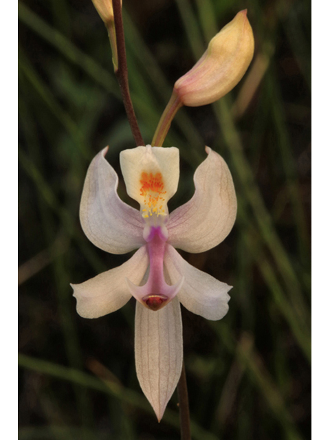 Calopogon pallidus (Pale grass-pink) #44164