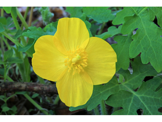 Stylophorum diphyllum (Celandine poppy) #44182