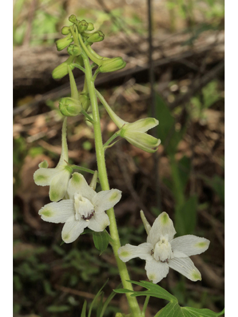 Delphinium tricorne (Dwarf larkspur) #44184